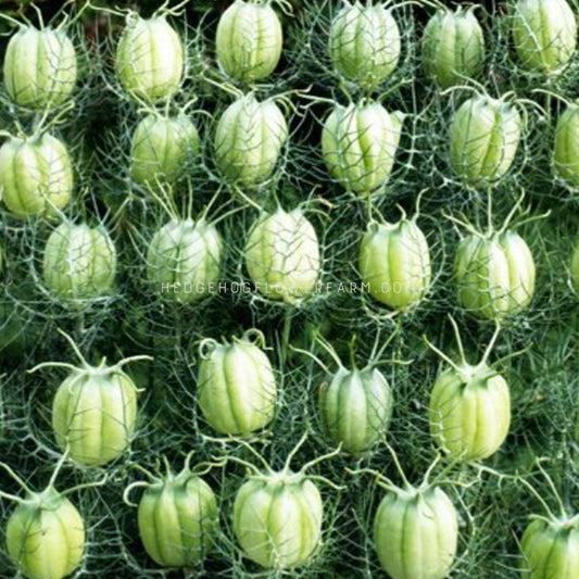 Photo of Nigella Albion green pods in a 5x5 grid form showing light green pods surrounded by thin spiky foliage against a dark background. 