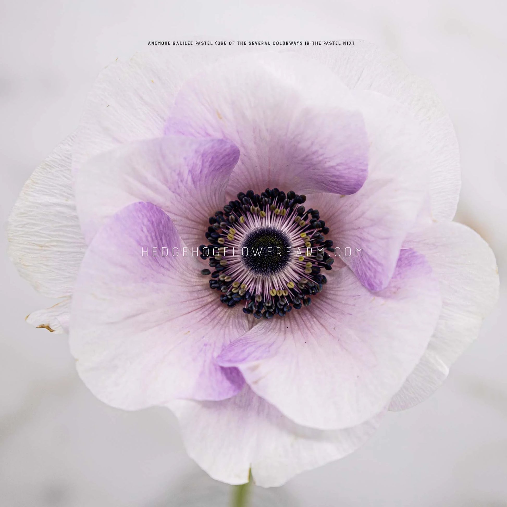 A close-up photo of a light purple/white anemone flower with a dark purple center. The flower is against a white background.