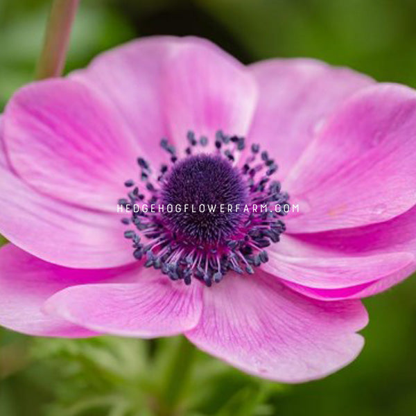 Up close image of the Anemone Galilee Pink flower. Pink/fuchsia hued petals with a deep purple center.