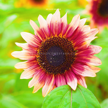 Sunflower Ruby Eclipse Seeds