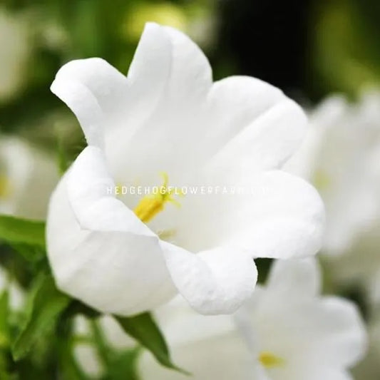 Close-up of a single bell-shaped white flower, Campanula, yellow stamen is visible.