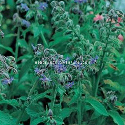 Photo of Borage Herb in the garden showing blue flowers in bloom on green foliage.