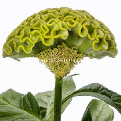 Close-up photo of celosia act green in bloom showing a side view of a green brain shaped flower held up by a thick stem with green leaves on a solid white background. 