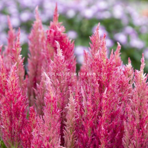 Celosia Bright Sparks Pink flower. Bright pink fuzzy flower, looks like a flame or feathers.