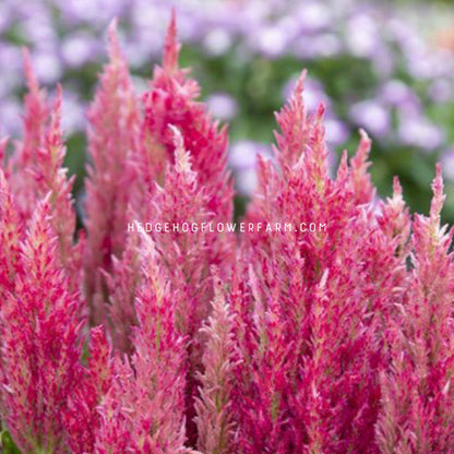 Photo of Celosia Bright Sparks Pink blooming in the garden showing bright pink fuzzy, spiky flower plumes.