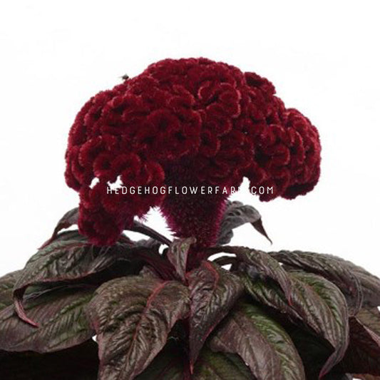 Celosia Dracula Seeds - Grow Unusual Brain Shaped, Weird Focal Flowers