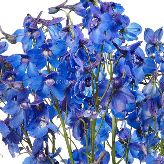 Delphinium Seeds - Blue Shadow