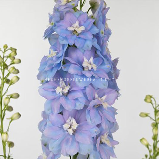 Delphinium Seeds- Excalibur Light Blue White Bee