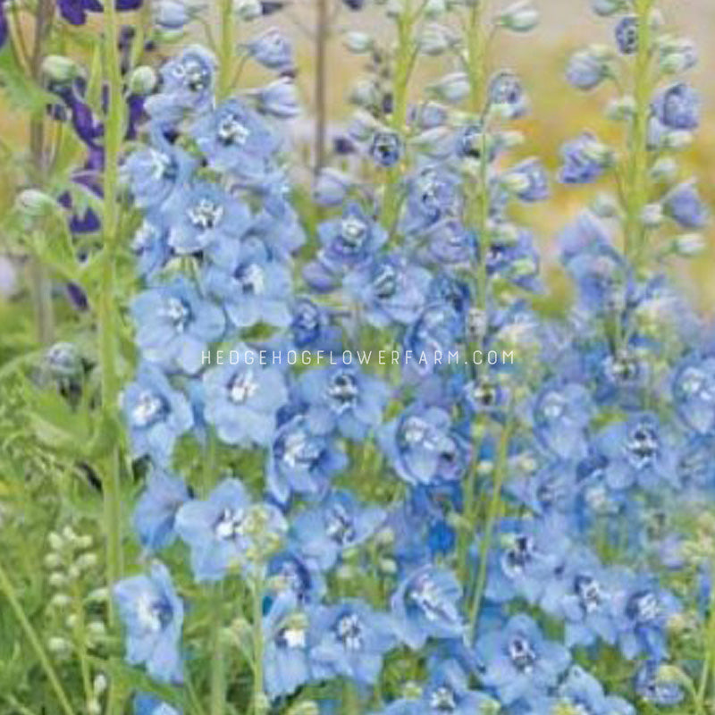 Delphinium Seeds - Pacific Giants Summer Skies