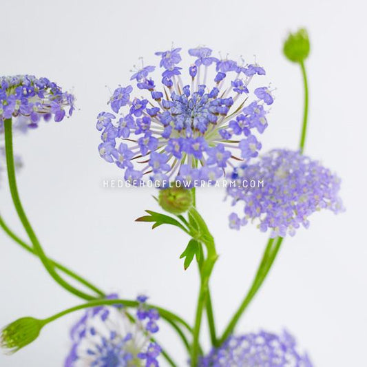 A close up photo of several didiscus flowers in bloom showing an umbel cluster of tiny blue blooms on skinny stems with a light grey background