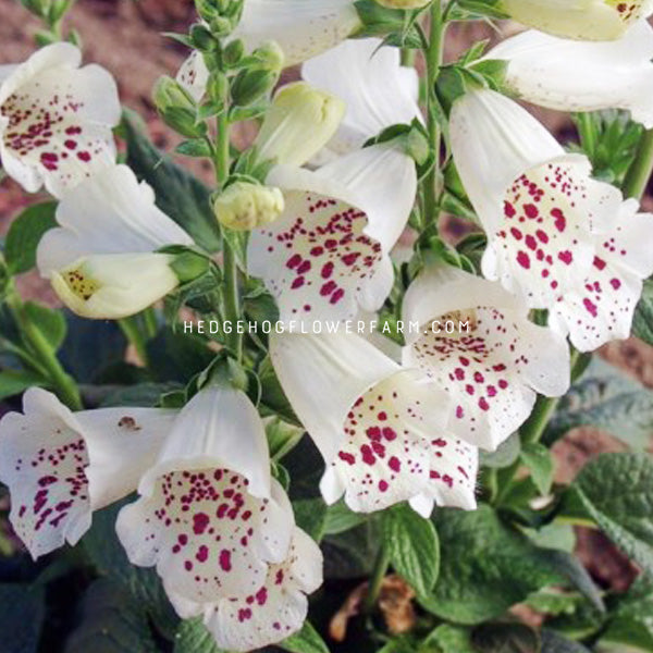 Digitalis Camelot White flower. White bell shaped flowers with pink spots.