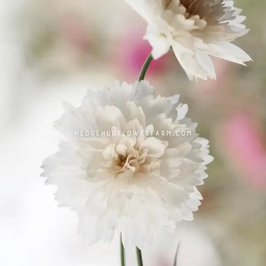 A close up photo of two fluffy cosmos Double Click Snow Puffs showing layers of white spiky petals. 