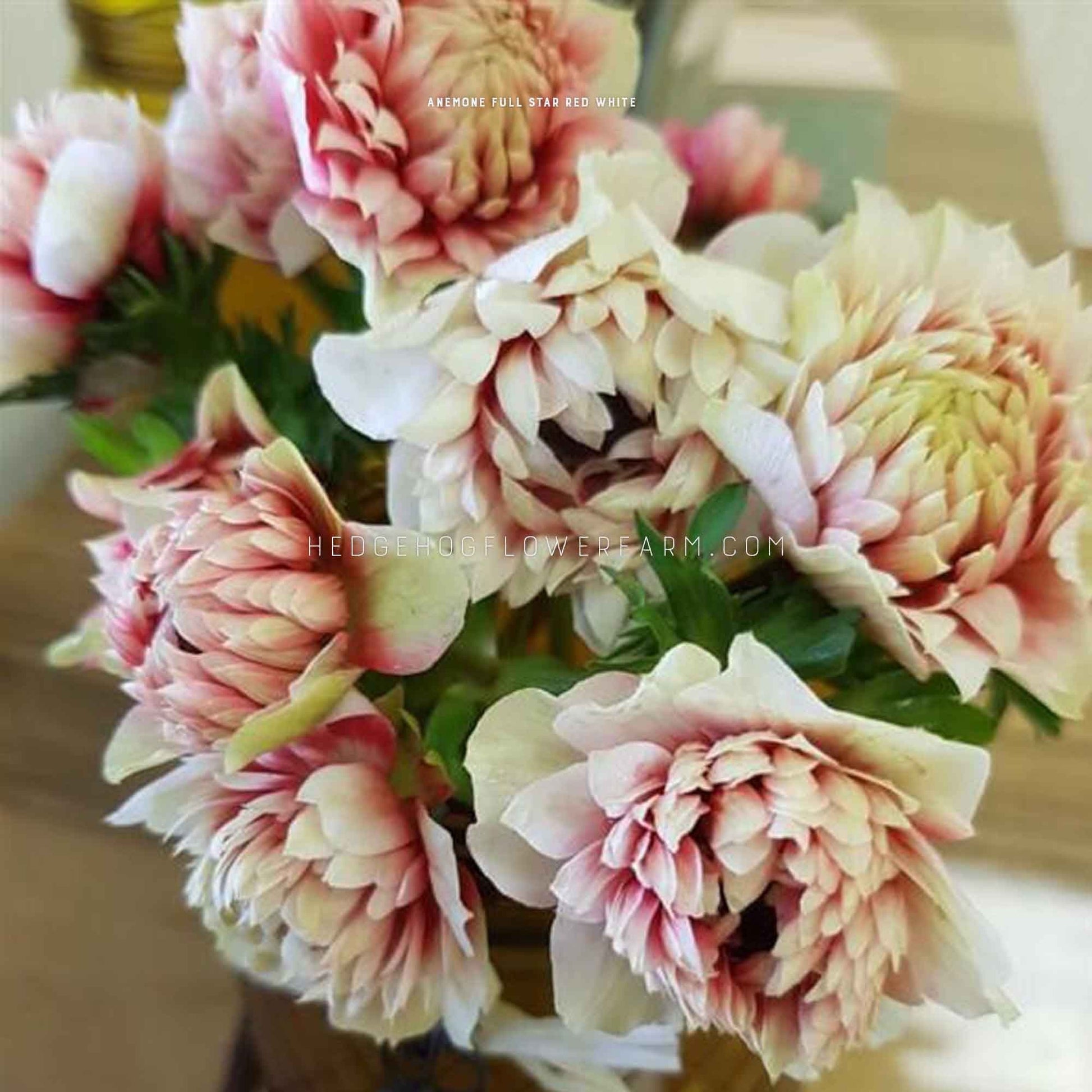 Bouquet of Fullstar red and white anemone showing blooms with multiple layers of white and red spiky petals