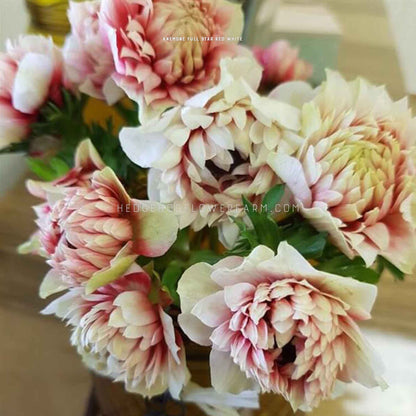 Bouquet of Fullstar red and white anemone showing blooms with multiple layers of white and red spiky petals