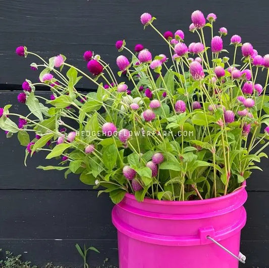 A pink bucket filled with pink and purple globe amaranth or gomphrena audray mix flowers. The flowers are in various stages of bloom and have green stems and leaves on a black background. 