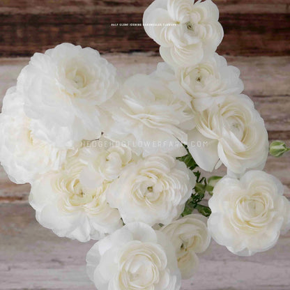 A top view photo of a bouquet of Half Clone Iceberg ranunculus flowers. The flowers are arranged in a cluster and are in various stages of bloom, with some fully open and others still closed. They showcase pure white ruffled petals.