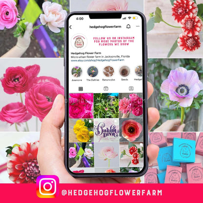 A smartphone displaying a grid of images of flowers. The images are of different types of flowers, including anemones, dahlias, ranunculus, and seeds. The phone is labeled 'hedgehogflowerfarm' and the text 'FOLLOW US ON INSTAGRAM FOR MORE PHOTOS OF THE FLOWERS WE GROW' is displayed on the screen. The phone is held in a hand and the background is a collage of different flowers.
