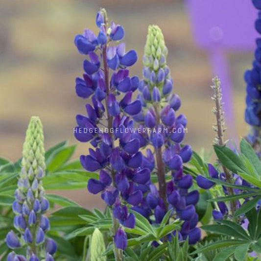 Lupine Seeds - Pure Blue