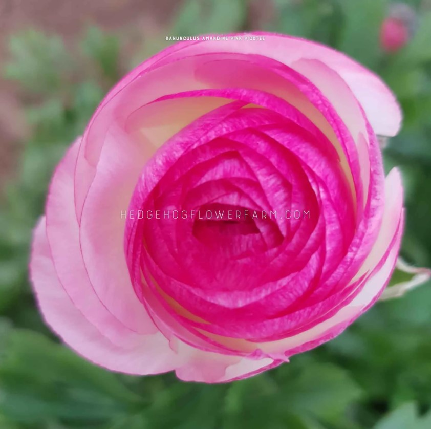 Up-close image of Ranunculus Pink Picotee flower. Hot pink center ruffling out to a light pink. 