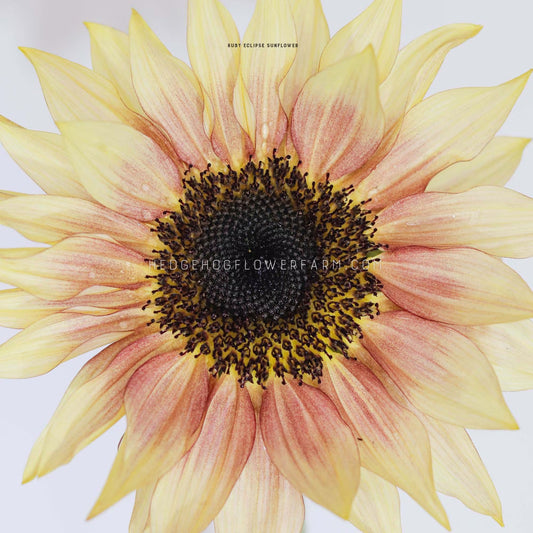 A close-up photo of a ruby eclipse sunflower in bloom showing yellow and pink petals with a dark brown center. The sunflower is in focus, and the background is white.