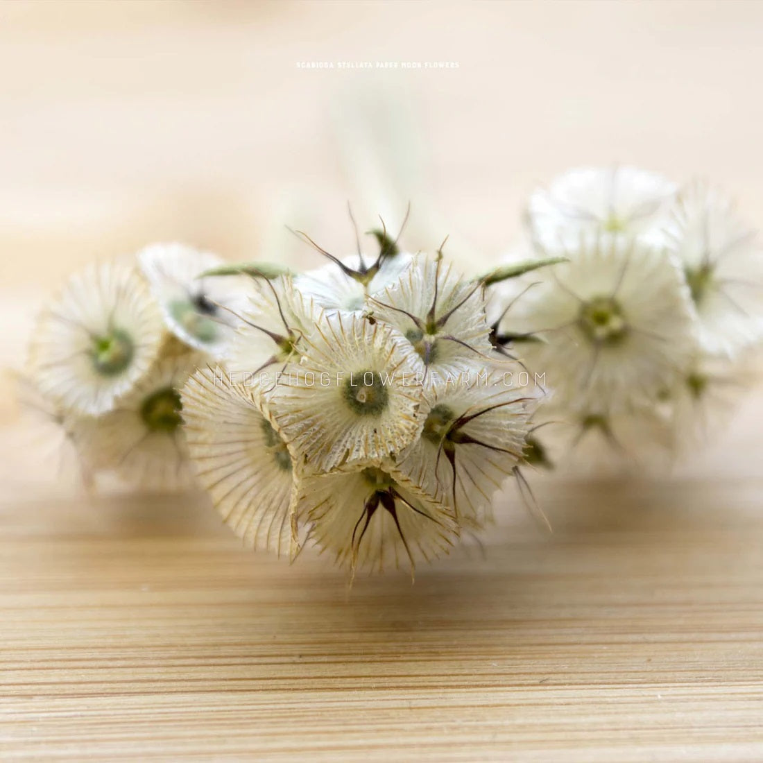 Customer Favorites Bundle - 8 Cut Flower Seed Types