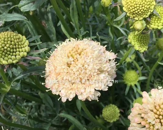 Scabiosa Fata Morgana