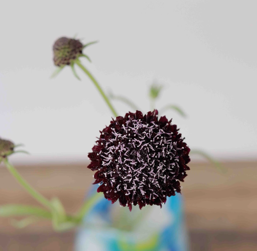 Flowers - Scabiosa - Black Knight