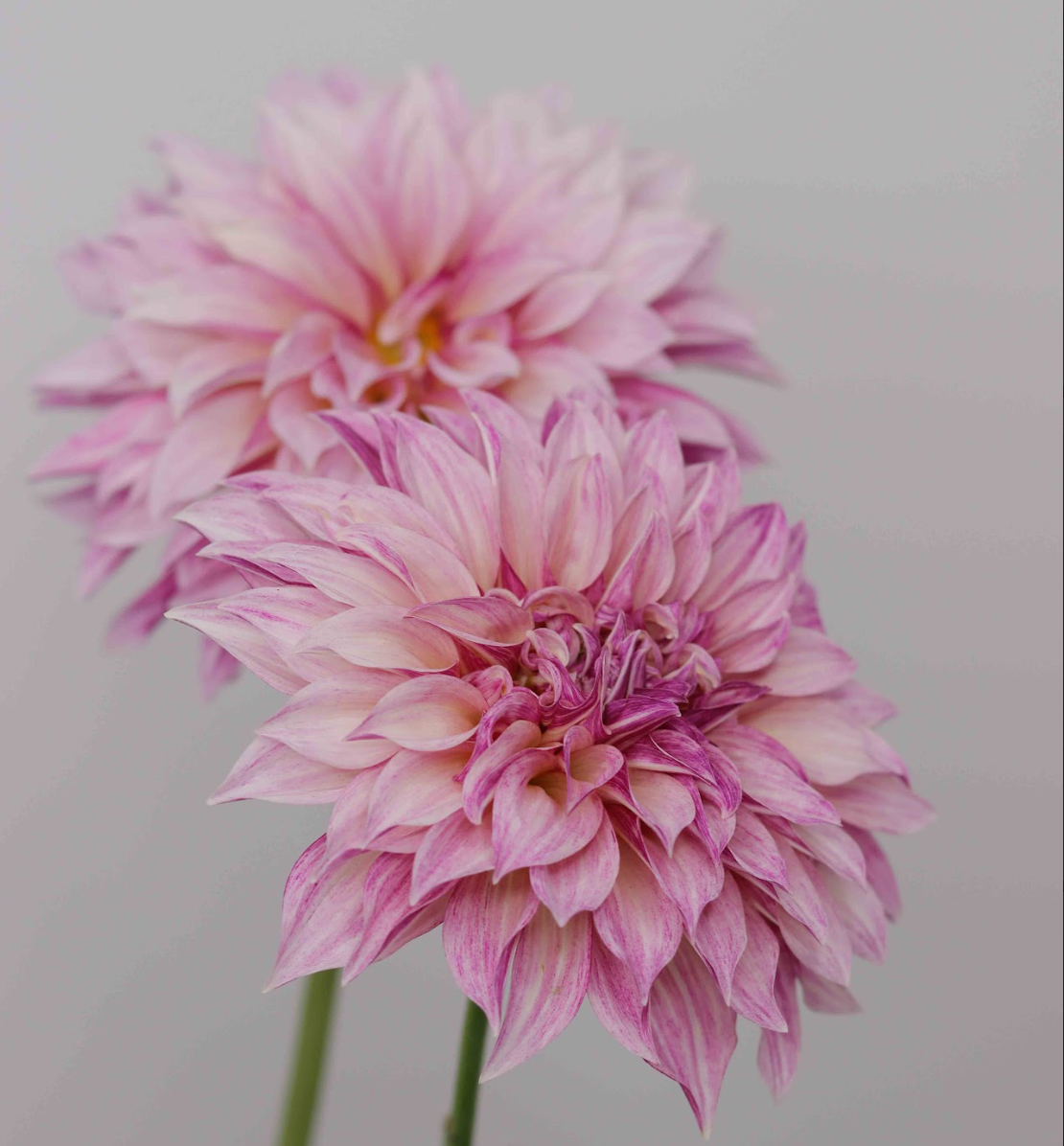 Flowers - Dahlia - Cafe Au Lait Royal