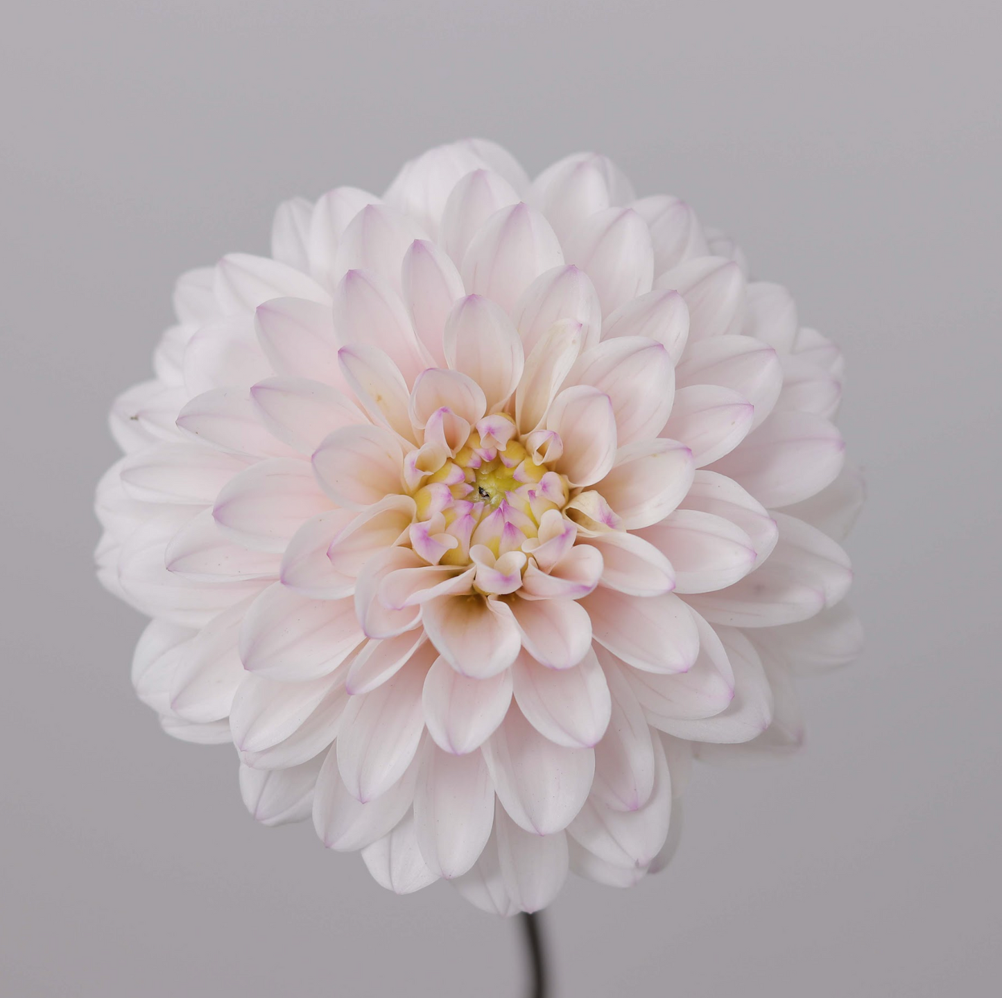 Flowers - Dahlia - Silver Years