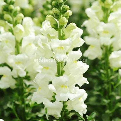 Close-up photo of potomac ivory white snapdragons in the garden showing beautiful white blooms on long green stems with green foliage. More similar blooming snapdragons can be seen in the blurred background. 