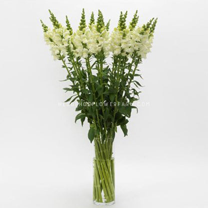 Photo of potomac ivory white snapdragons cut and put in vase. You can see a clear, cylindrical glass at the bottom holding up tall, green stems with green leaves and white blooming petals trailing upwards and pre-buds at the top of the stem on a white background. 