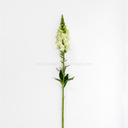 Photo of potomac ivory white snapdragon cut as a singular stem showing a tall skinny green stem with half of the flower in bloom with creamy white petals and the top half showing pre-buds all laying down on a white background. 