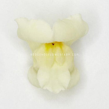 Close-up photo of a single potomac ivory white snapdragon bloom. Creamy white petals with slightly yellow center is shown on a white background. 