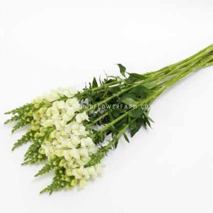 Group of cut potomac ivory white snapdragons in bloom showing green stems with green leaves, white blossoms and green pre-buds at the top all laying down on white background.