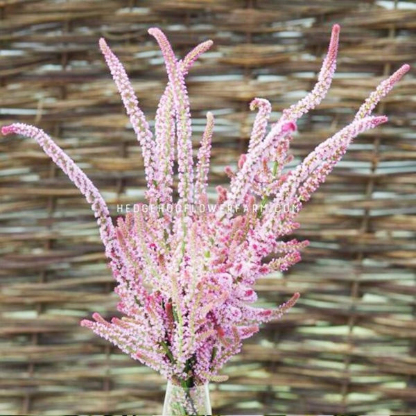Limonium Statice Pink Pokers Seeds | Pink Blooming Spires ...
