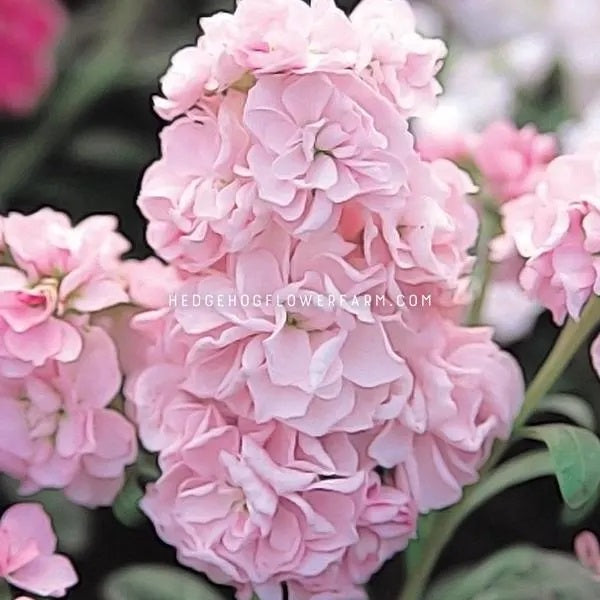 Close-up photo of Harmony Cherry Blossom stock in bloom showing pink ruffled petals clustered together in a garden setting. 