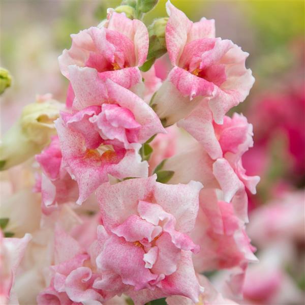 Photo of Sweet Duet Appleblossom Snapdragon blooming in the garden showing frilly, bicolor petals coming off of a green stem in shades of pink and white. Background is a blurred garden of other blooms. 