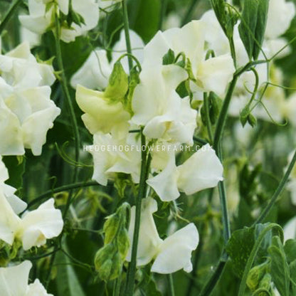 Close up photo of spring sunshine cream sweet peas flowering in the garden showing creamy white blooms on skinny green vines with green foliage in the background.