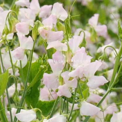 Close-up photo of spring sunshine blush sweet peas. Delicate light pink blooms can be seen on skinny green vines with green foliage and other blooms in the background.