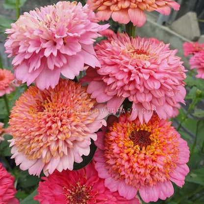 Customer Favorites Bundle - 8 Cut Flower Seed Types