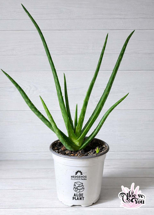 Picture of a potted green Aloe vera plant showing multiple tall, skinny green leaves in a small white pot with a sticker showing hedgehog flower farm logo and aloe vera graphic with name against a white background