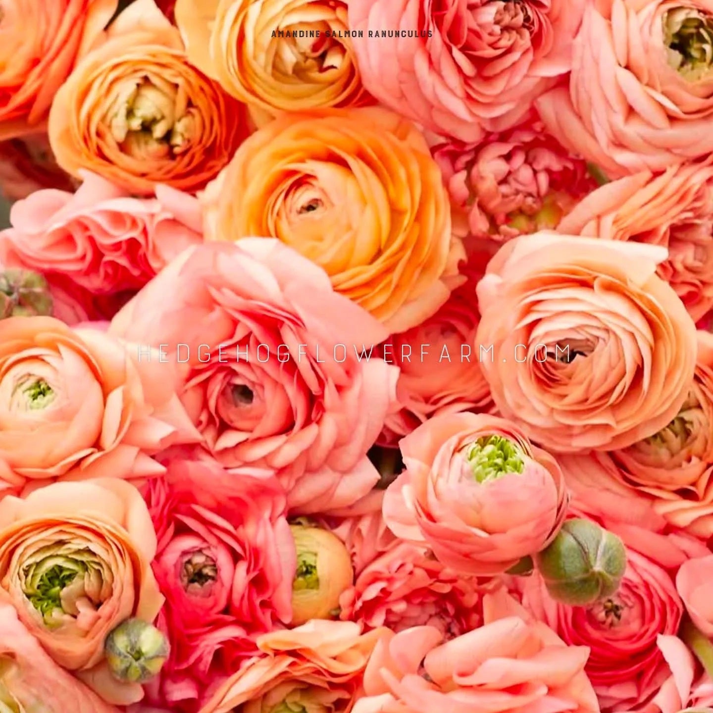 Photo of multiple Amandine Salmon Ranunculus flowers in different stages of blooming showing fluffy ruffled petals in shades of pastel pink and orange