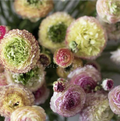 Ranunculus Amandine Tiger - Green and purple ruffled petals.