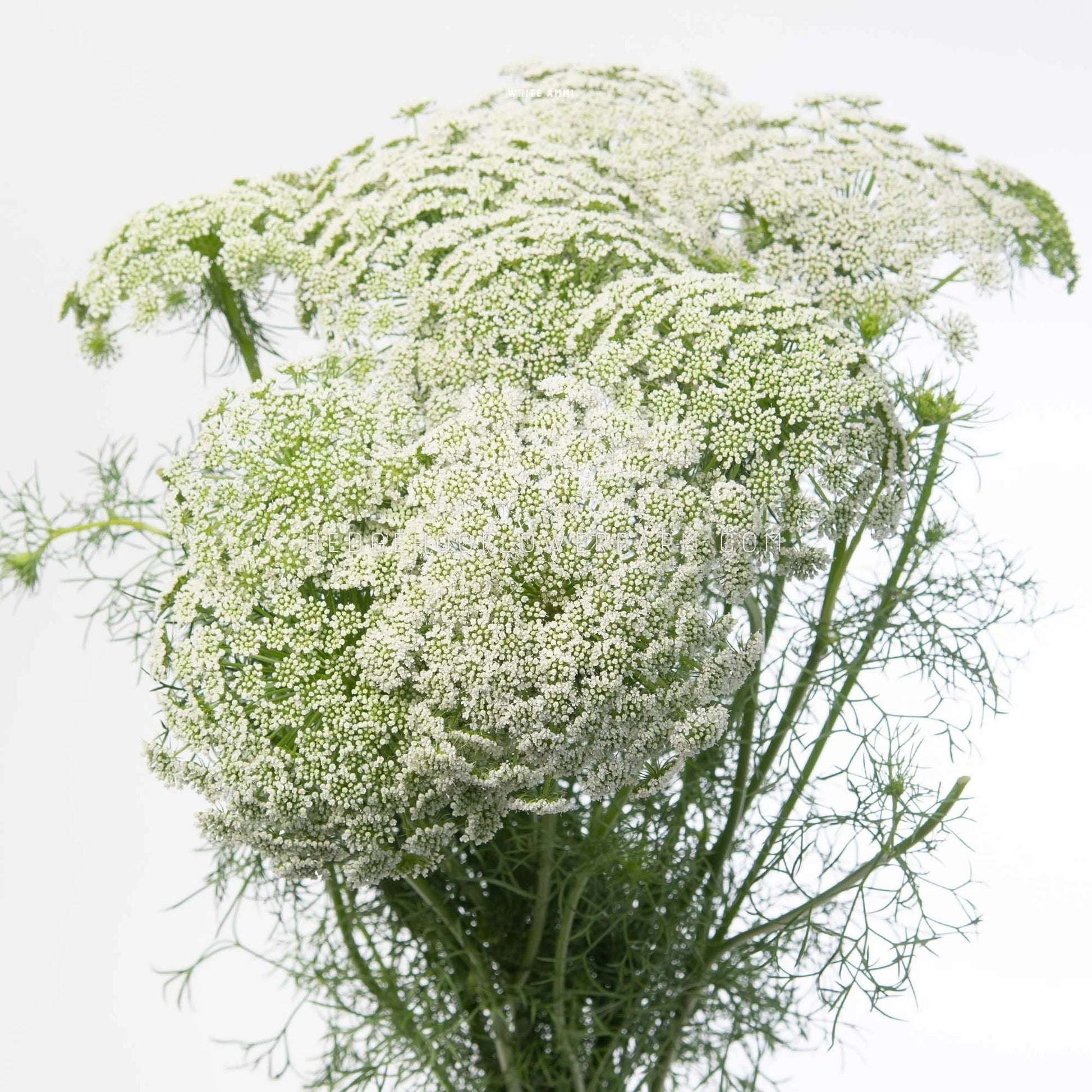 A bouquet of white Ammi Casablanca or Queen Anne's Lace flowers in bloom showing off white umbel clusters a top green stems and leaves against a white background.