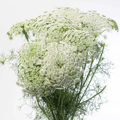 A bouquet of white Ammi Casablanca or Queen Anne's Lace flowers in bloom showing off white umbel clusters a top green stems and leaves against a white background.