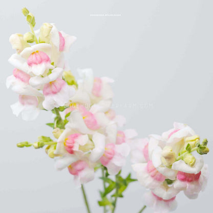 Close-up photo of potomac appleblossom snapdragons in bloom showing big pink and white blooms on a skinny stem against a white background. 