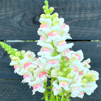 Close-up photo of potomac appleblossom snapdragons in bloom showing big pink and white blooms on a skinny stem against a black wood fence background. 