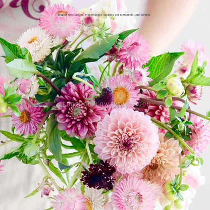 Photo of a bouquet that includes pink Dahlias, pink Strawflowers, dark red Scabiosa and Snapdragon potomac appleblossom surrounded by green foliage being held up by someone in the background. 