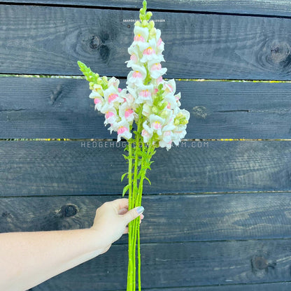 Close-up photo of potomac appleblossom snapdragons in bloom showing big pink and white blooms on a tall, skinny stems being held up with one hand  against a black wood fence background.