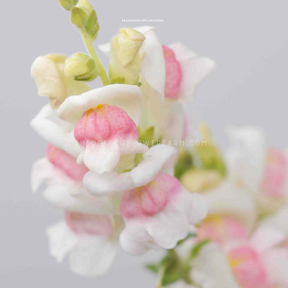 Close-up top view photo of appleblossom snapdragon in bloom showing big pink and white petals with a light grey background. 